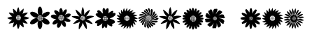 Solid Daisy Blooms