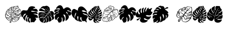 Monstera leaves