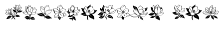 Magnolia Bloom