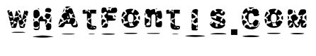 Cowprint Regular