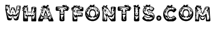Agapanthus Regular