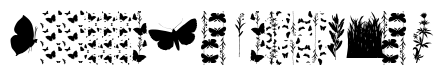 Butterfly Effect Regular
