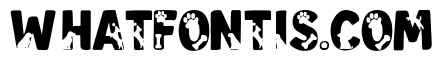 Dog letter Orange
